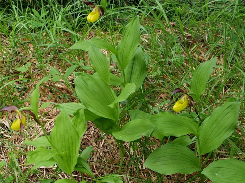 Dal Cadore 2 - Cypripedium calceolus